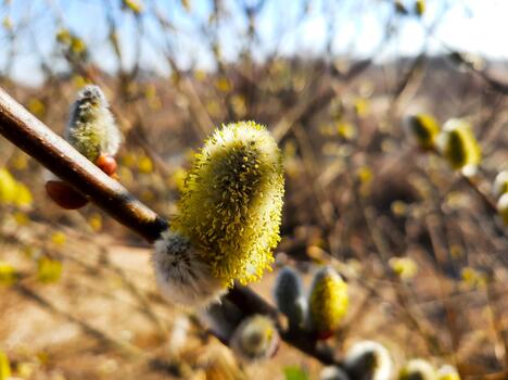 Fluffy Willow Blossom Blooms Beautifully in Spring Against Clear Sky Background photo