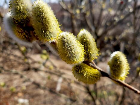 Fluffy Willow Blossoms Blooming in Spring Under a Clear Blue Sky in Nature photo