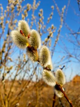 Fluffy Willow Blossoms Blooming in Springtime Against a Clear Blue Sky photo