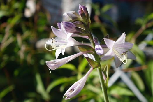 Hosta flower white-violet color close-up in macro. In the bright sunlight of a summer day photo