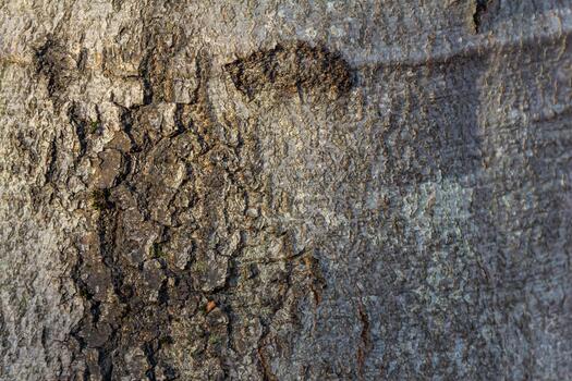 Detailed view of tree bark showcasing unique texture and patterns in natural setting during daylight photo