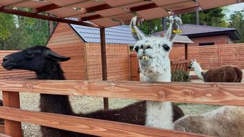 stänga upp fokuserar på uttrycksfull ansikte av ljus fick syn på lama med öppen mun och synlig tänder, naturlig trä- inhägnad och Övrig djur i bakgrund skapa livlig bruka miljö. video