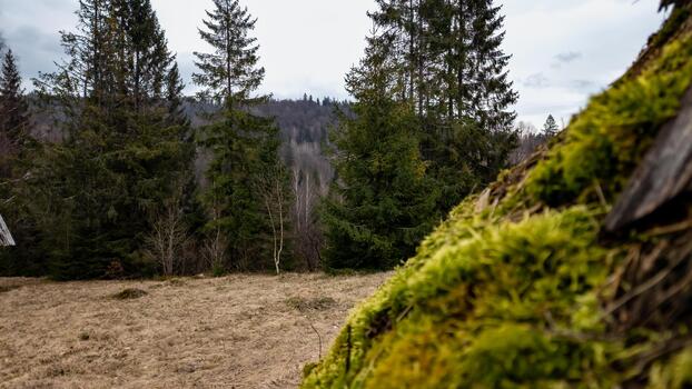A man standing in front of a tree with moss on it photo
