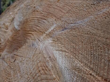 A close up of a tree trunk with a circular pattern photo