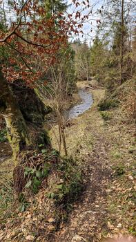A path through the woods with a stream running through it photo