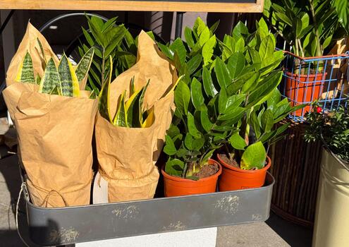 Houseplants in craft paper pots displayed in sunlight. Natural greenery, eco lifestyle and modern botanical decor. photo