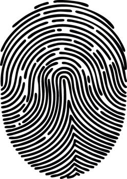 Detailed fingerprint illustration. Uniquely shaped pattern of ridges and loops create an individual identity vector