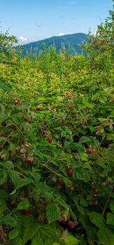 A field of raspberry bushes with a mountain in the background photo
