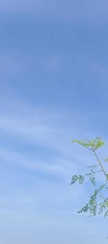 Beautiful blue sky with a flourishing tree branch reaching towards the heavens, a peaceful scene evoking freedom and growth under a clear sky photo