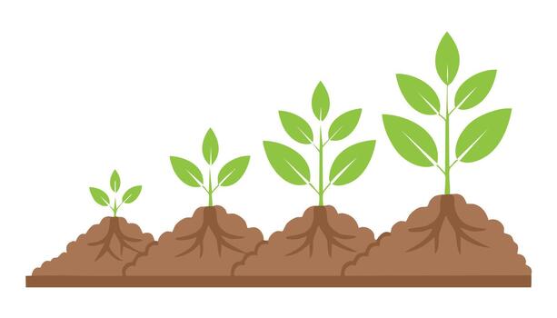 Clear visual guide of plant life cycle, including seed, root, sprout, and small plant in soil environment. vector
