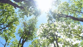 POV walking through a tropical forest with a low-angle view of towering trees and visible branches, capturing the lush greenery and immersive jungle atmosphere. video