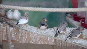 colorida pássaros em repouso em uma de madeira poleiro dentro uma acolhedor configuração video