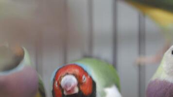 colorida tentilhões dentro fechar-se Visão às local pássaro fazer compras video