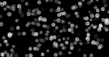 abstrakt vid av en mild snöfall med olika unik snöflingor roterande och faller mot en svart bakgrund, perfekt för vinter, Semester, eller lugna teman.1 video