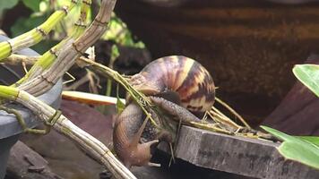 avvicinamento di lumaca strisciando su frondoso pianta con strutturato conchiglia e morbido sfondo nel naturale ambiente video