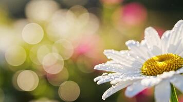 en enda skön daisy täckt i morgon- dagg, med en vibrerande gul kärna, mot ett abstrakt bakgrund av mjuk, cascading bokeh lampor video