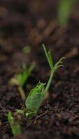 minuscolo verde piantina emergente a partire dal suolo, simboleggiante nuovo vita e crescita. video