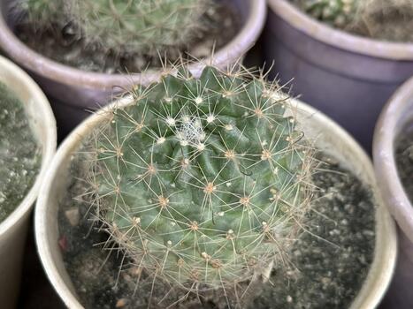 Round green cactus with sharp spines grows in the white pot, forming symmetrical patterns photo