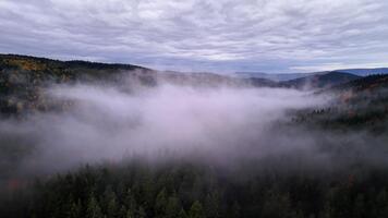 klimat forskare konstaterar tät dimma över träd, dimmig dal tittade från Drönare med lugn atmosfärisk effekter video