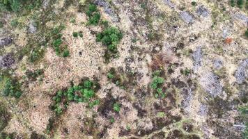 forest boundary with natural features, perimeter of forest featuring paths moss patches and tree video