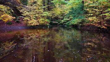 Peaceful woodland pool with mirrored tree reflections, Calm forest lagoon featuring clear images of trees and floating video
