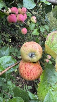 Ripe large reddish apples on a branch in the thick green foliage of an apple tree, an abandoned garden photo
