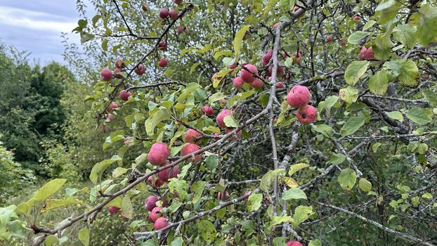 Ripe red and yellow apples on the apple tree, branches and fruits are affected by lichen and scabs. Wild abandoned garden. photo