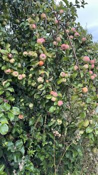 Ripe red and yellow apples on apple tree, branches and fruits affected by lichen and scabs photo