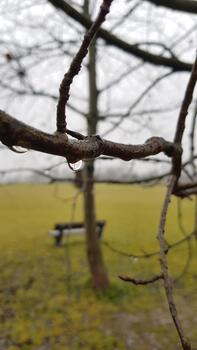 cerca arriba de uno enfocado gota de agua en un árbol rama. borroso antecedentes de el banco en el parque. tarde otoño o temprano primavera temperamental concepto. vertical imagen. foto