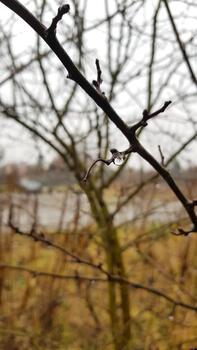 Close up of one focused raindrop on a tree branch with cherry stalk. Reflection of a tree in a drop. Blurred background of the countryside. Rainy weather. Late autumn or early spring moody concept. photo