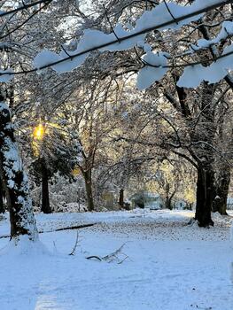Tree branches with the last autumn leaves are covered with white snow and shine in the rays of the sun photo