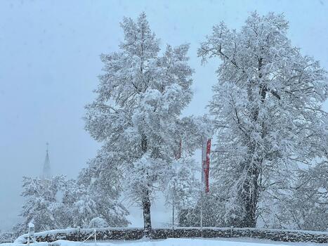 nieve cubierto arboles DJ nevada tiempo, invierno paisaje. arboles natural antecedentes. árbol ramas son cubierto con blanco nieve. foto
