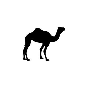 Dromedary camel isolated on a white background, a common desert animal with a distinctive hump vector