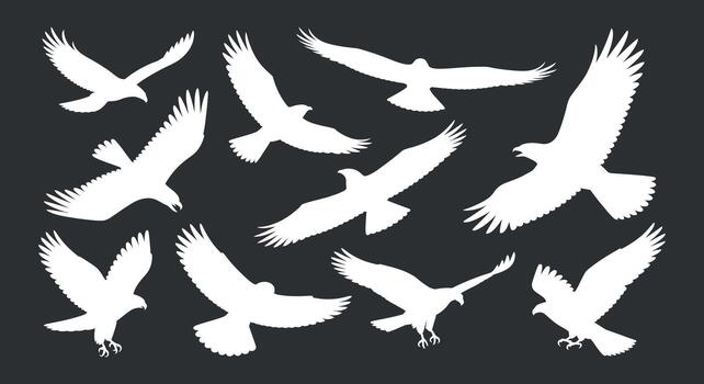 Set of white bird of prey silhouettes of eagle different flying poses in sky with dynamic action in air and clean composition vector