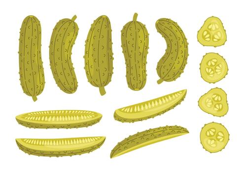 Various cucumber shapes and slices vector