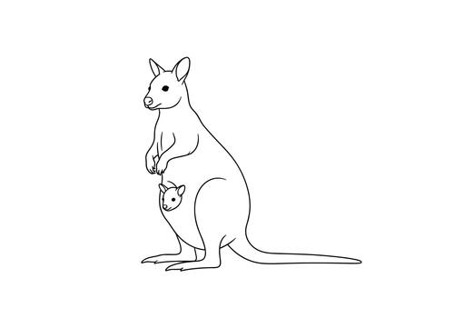 A detailed line drawing depicts a kangaroo with a joey peeking out from its pouch, showcasing the iconic Australian marsupial and its young in a simple, elegant style. vector