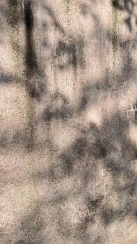 Soft sunlight and tree shadows on a textured concrete wall. Natural abstract background with light and shadow patterns, cracks, and weathered surface detail. photo