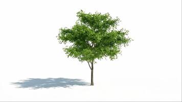Lush green tree casting a shadow on a white background symbolizing growth nature and environmental awareness in a minimalist composit video