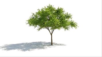 Solitary tree casting shadows on a white background symbolizing growth and resilience in a minimalist and clean environment video