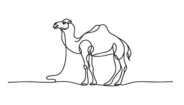 continuous line drawing of camel in the desert isolated on white background vector
