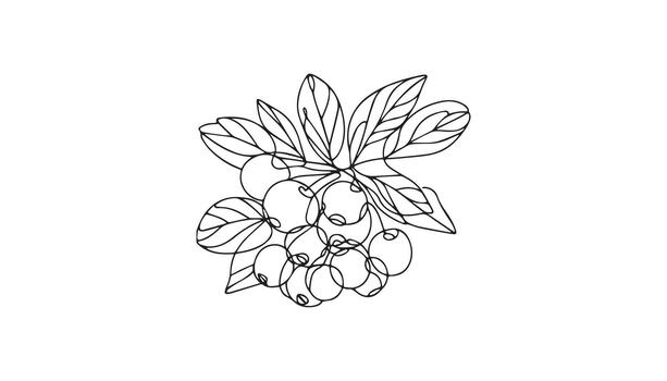 a drawing of a branch with berries on it vector