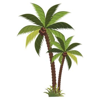 Two lush green palm trees with coconuts on a white background. Two vibrant green palm trees with coconuts stand tall against a white background, evoking a tropical paradise and summer vacation vibes. vector