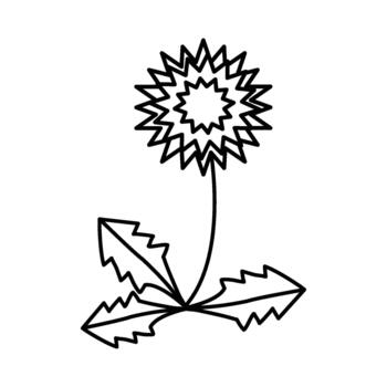 Simple line drawing of a dandelion flower with leaves and stem on a white background vector