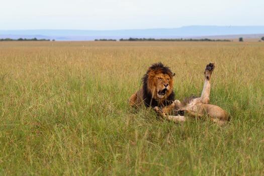 Lion relaxing and yawning in the Masai Mara, Kenya photo