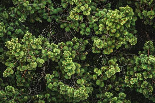 A lush expanse of pine trees is captured from above, revealing an intricate pattern of green needles and branching limbs that harmonize with the natural landscape photo