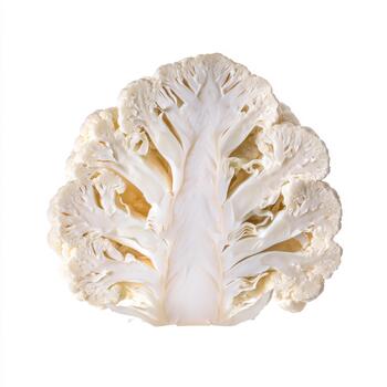 Intricate fractal pattern of a cauliflower slice, showing its organic structure and white florets, isolated on white background photo