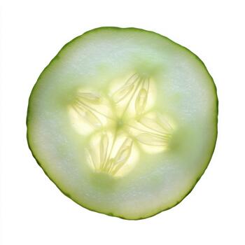 Closeup of a translucent cucumber slice showing its internal structure with seeds, isolated on white background photo