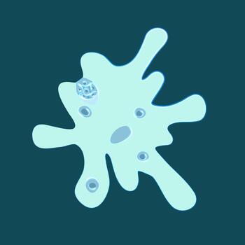 Amoeba proteus on a white background. Studying the structure of an amoeba. vector