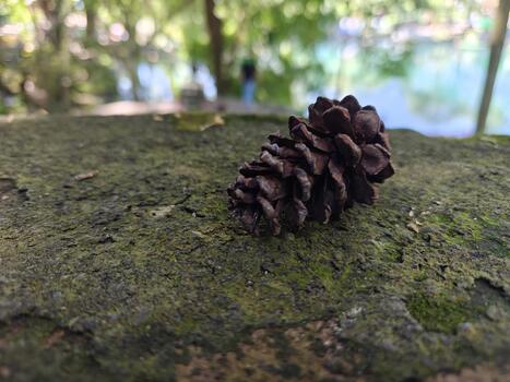 Single Pine Cone on Mossy Surface photo