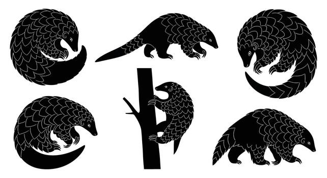 Set of pangolin silhouettes in different poses, showcasing the unique scales and form vector